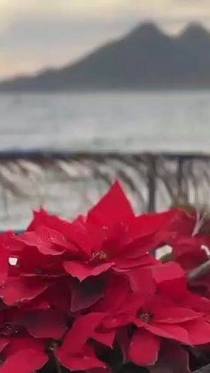 TikTok video thumbnail by saldredelvalle