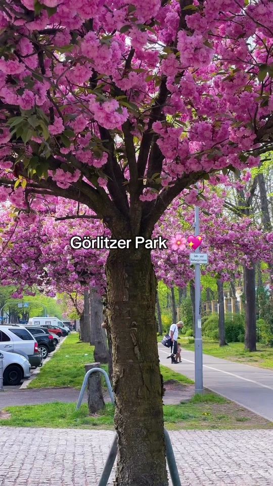 TikTok video thumbnail by mayson_berliner
