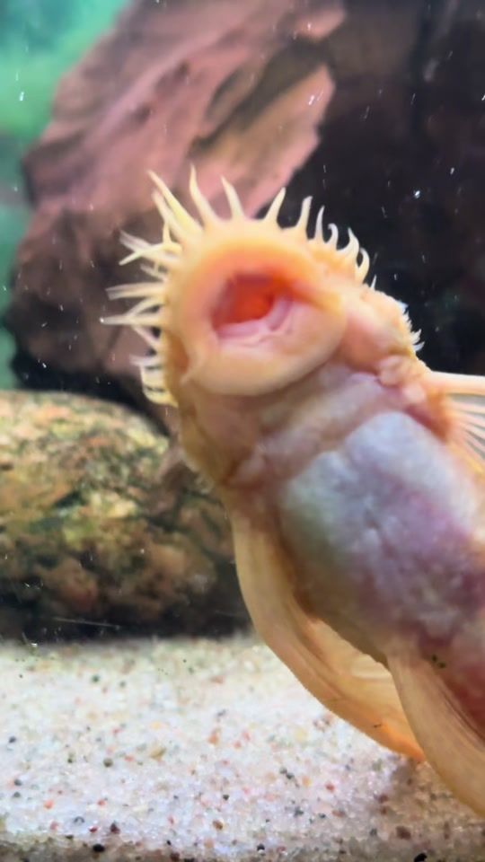 TikTok video thumbnail by un.missable