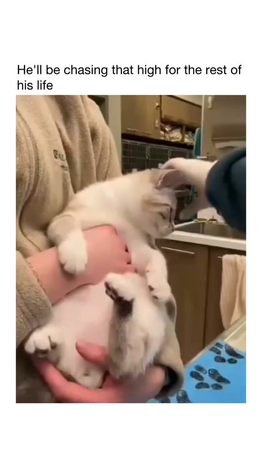 TikTok video thumbnail by sovjetcats
