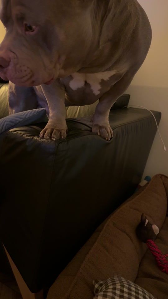 TikTok video thumbnail by toro_motylek