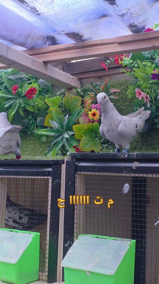 TikTok video thumbnail by mahmoud.aboud98