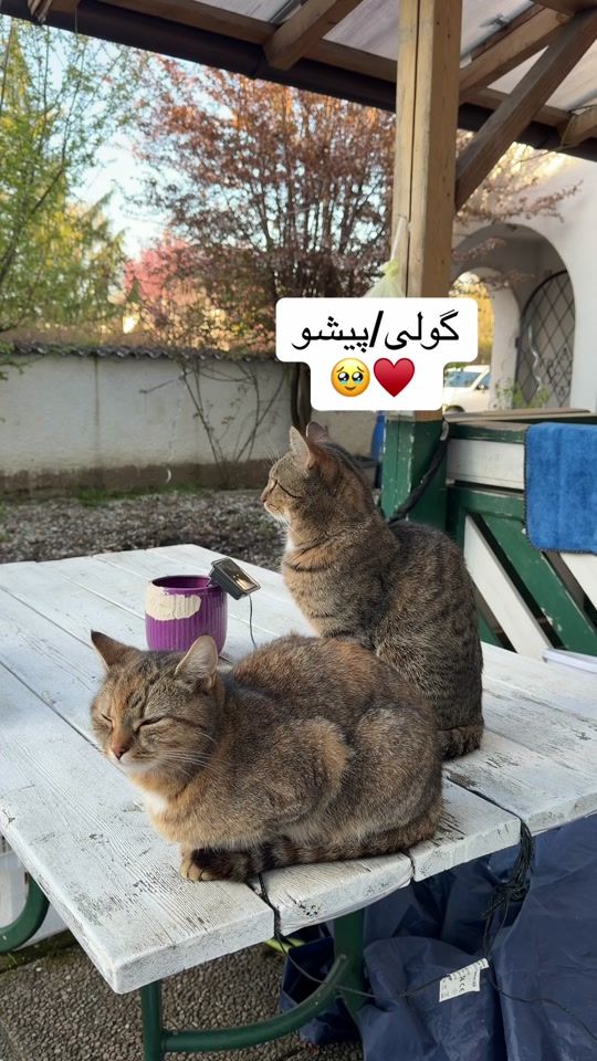 TikTok video thumbnail by lala_monir_