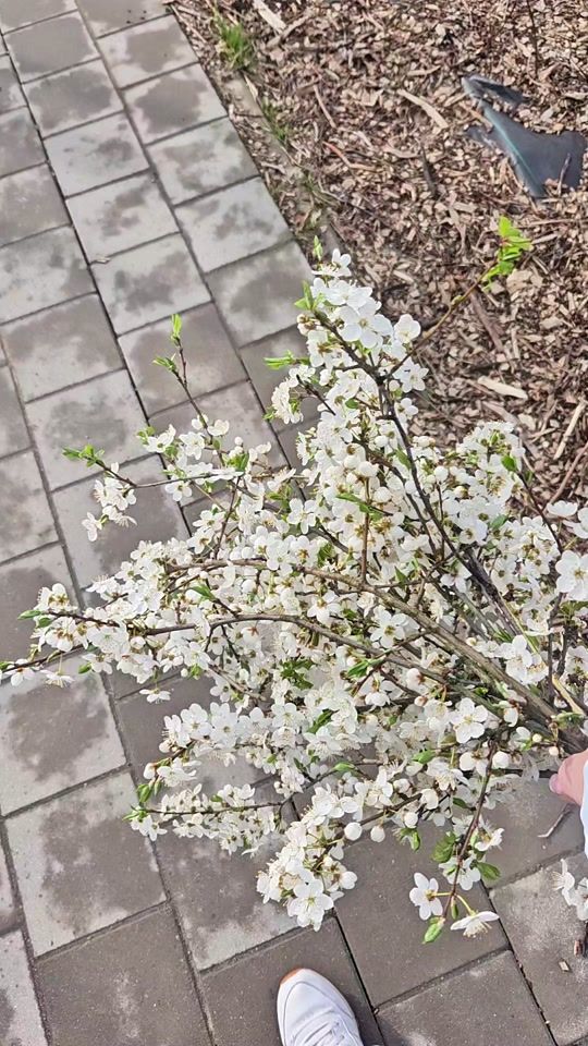 TikTok video thumbnail by bilonkaa