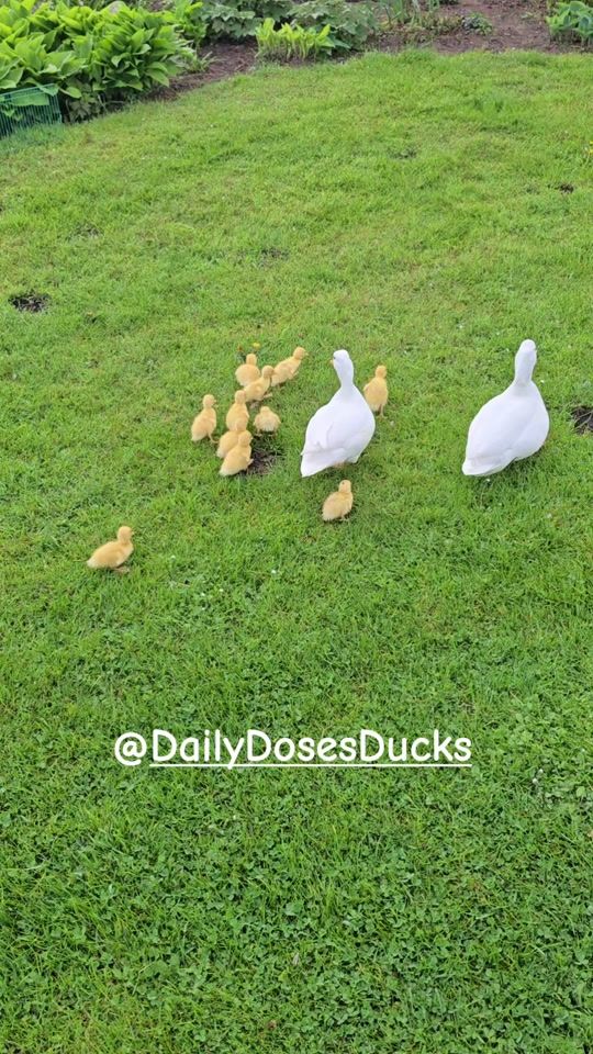 TikTok video thumbnail by daily.doses.ducks