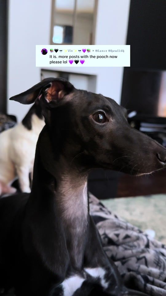 TikTok video thumbnail by glanceghoulish