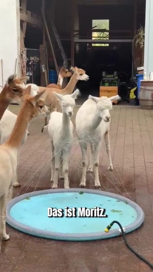 TikTok video thumbnail by tre_alpacas
