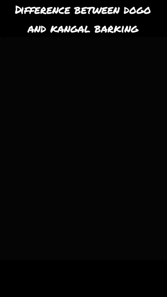 TikTok video thumbnail by dogoargentino..38