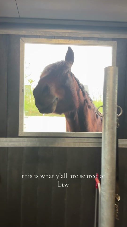 TikTok video thumbnail by veerlestofferhorses