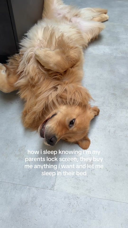 TikTok video thumbnail by bearsonberry