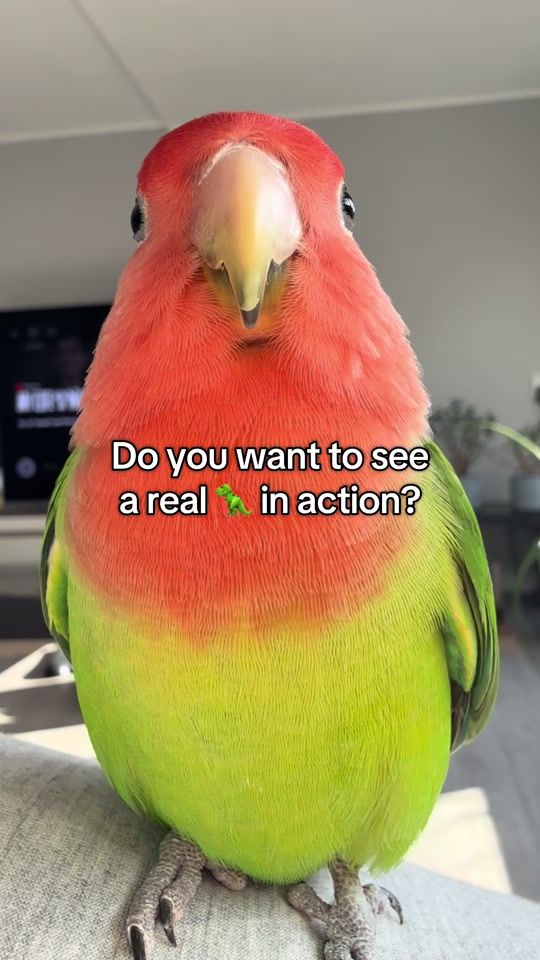 TikTok video thumbnail by milo_thebirb