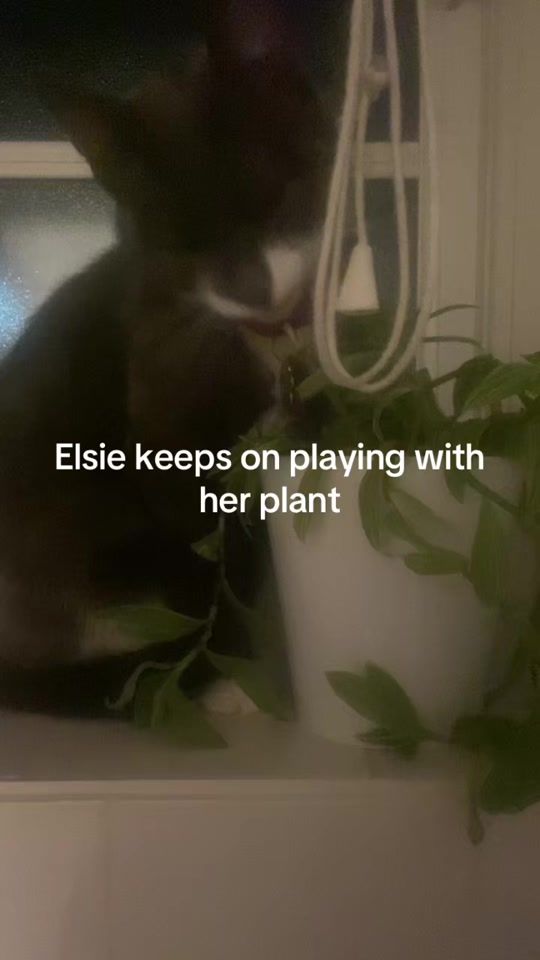 TikTok video thumbnail by pawzy_starz