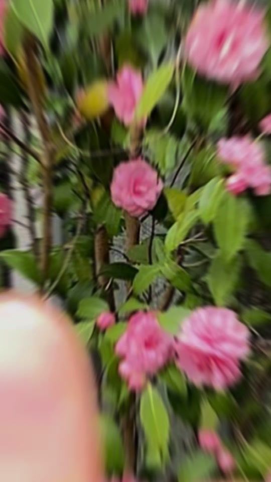 TikTok video thumbnail by 0arzooahmadzai0119