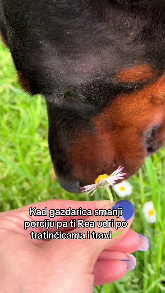 TikTok video thumbnail by reathedoberman