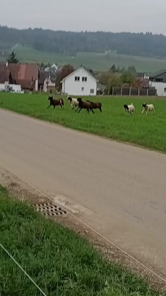 TikTok video thumbnail by michaelsommer1572