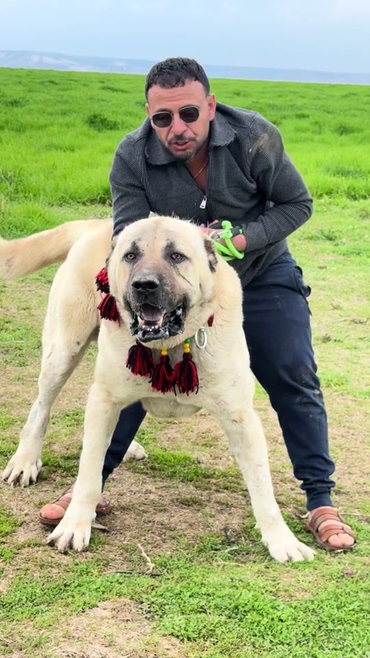 TikTok video thumbnail by firinci_sedo63