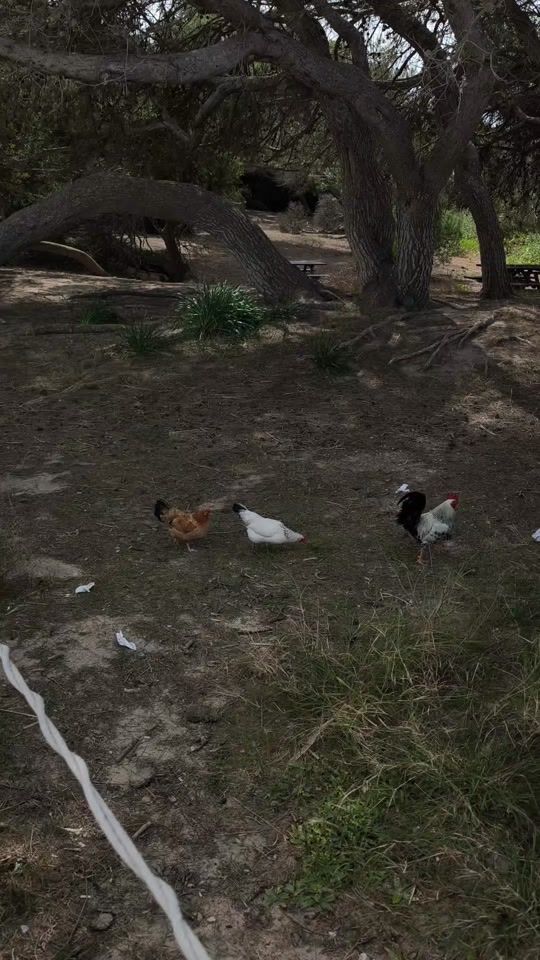 TikTok video thumbnail by iammattpalmer