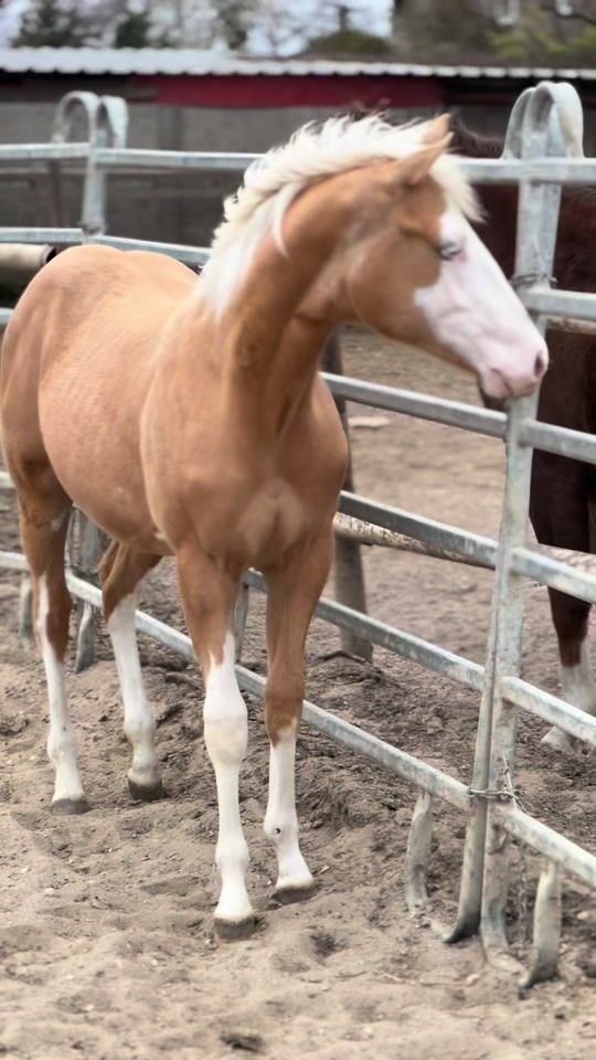 TikTok video thumbnail by pmhorsemanship