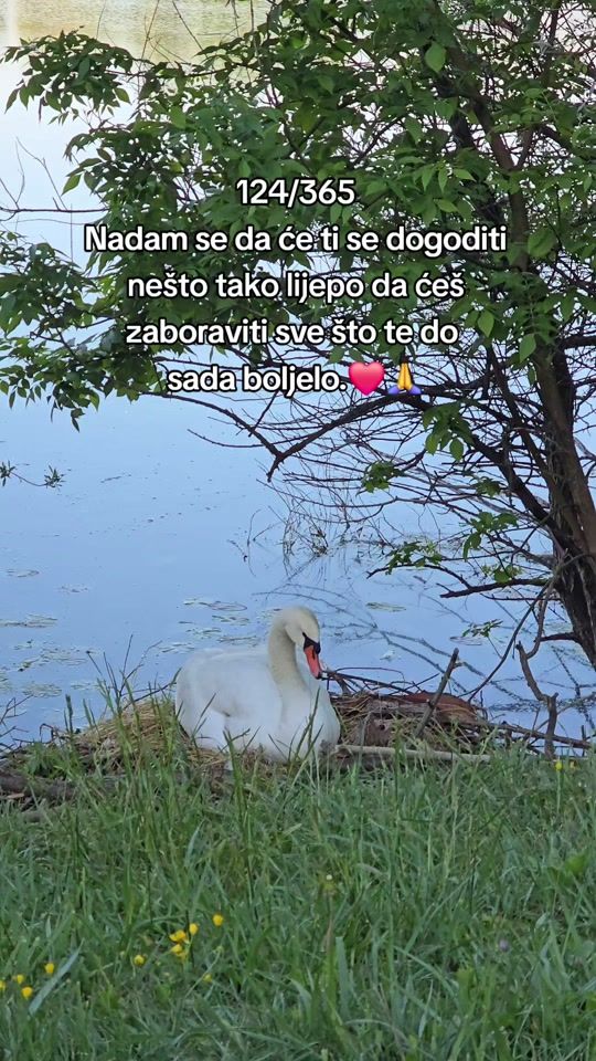 TikTok video thumbnail by greenart.holistic