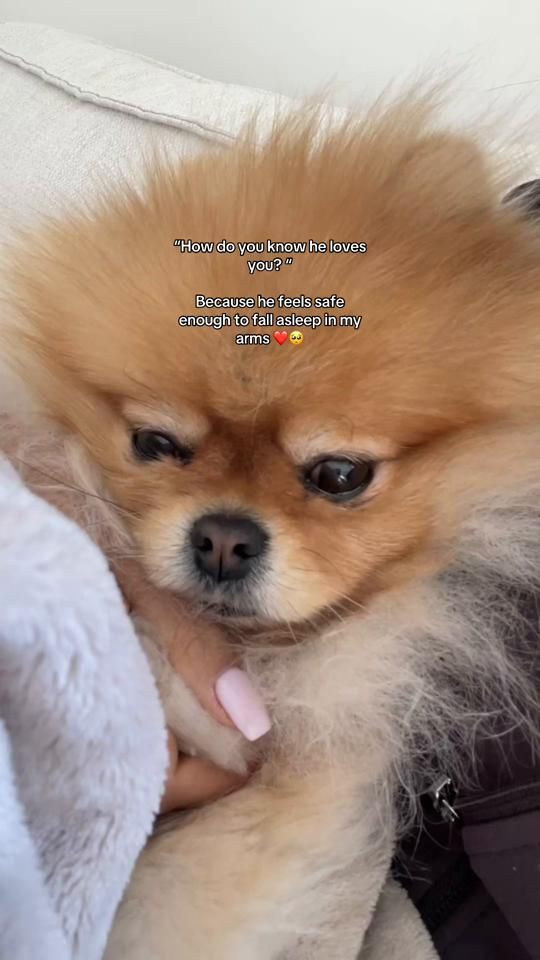 TikTok video thumbnail by teddyfluffattack
