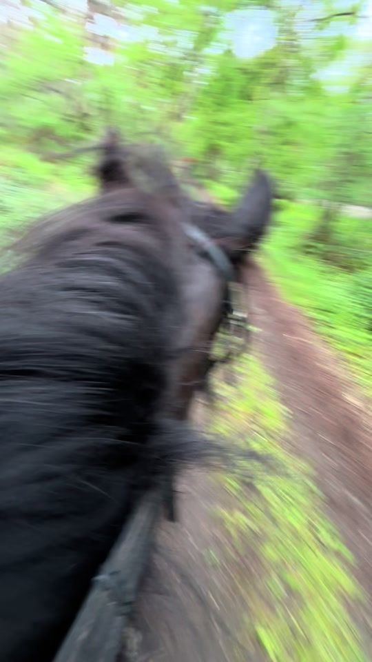 TikTok video thumbnail by equestrian.warre