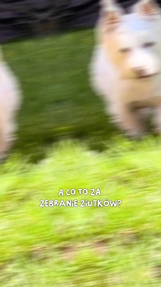 TikTok video thumbnail by pan_hektor