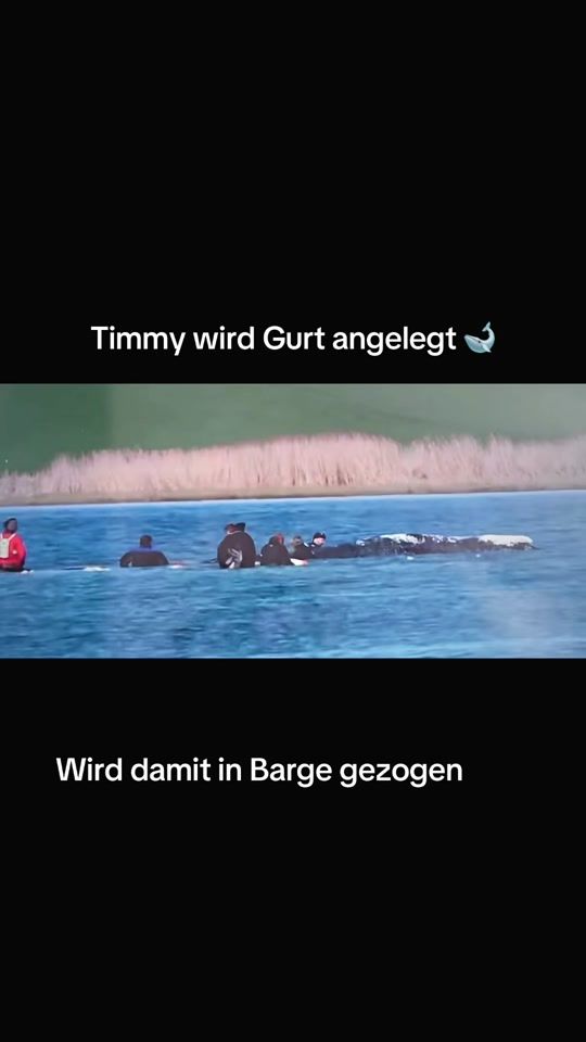 TikTok video thumbnail by tobi_ausgera