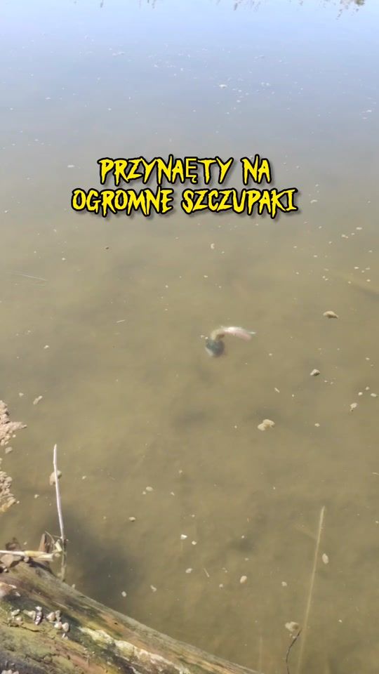 TikTok video thumbnail by mfly_lures