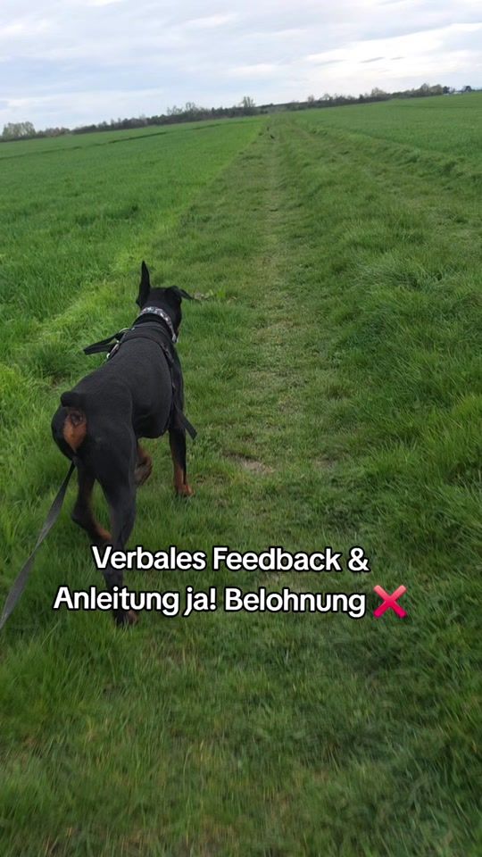 TikTok video thumbnail by littledogsecrets