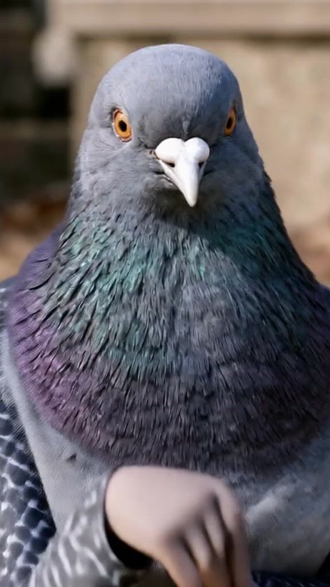 TikTok video thumbnail by whatdafriq_