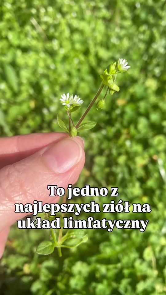 TikTok video thumbnail by ziolowyzakatek.pauli