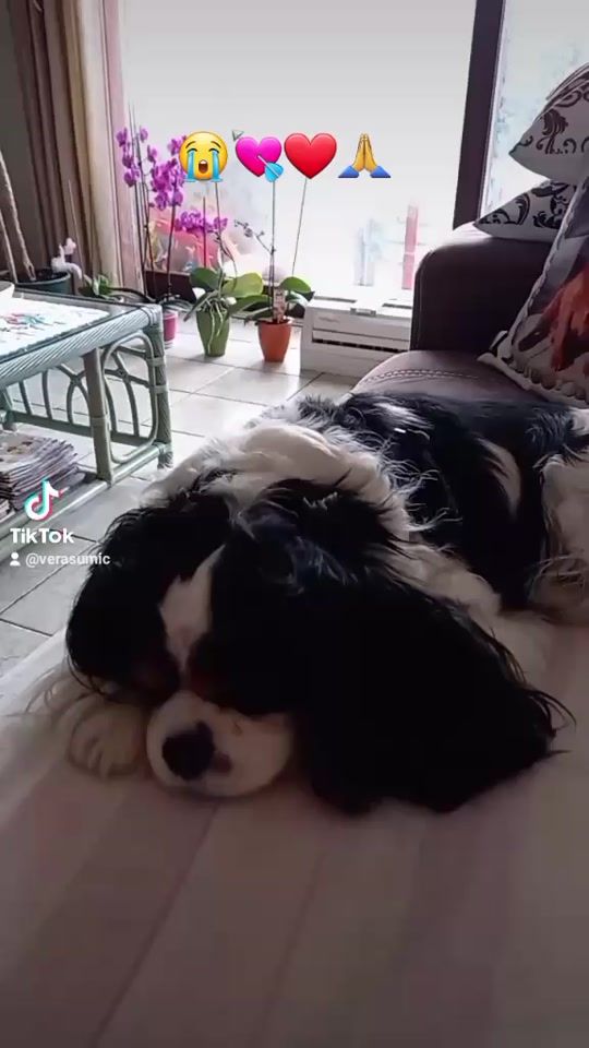 TikTok video thumbnail by verasumic