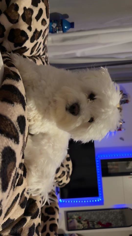 TikTok video thumbnail by .brunette.0