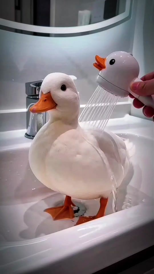 TikTok video thumbnail by ahmad.fahham