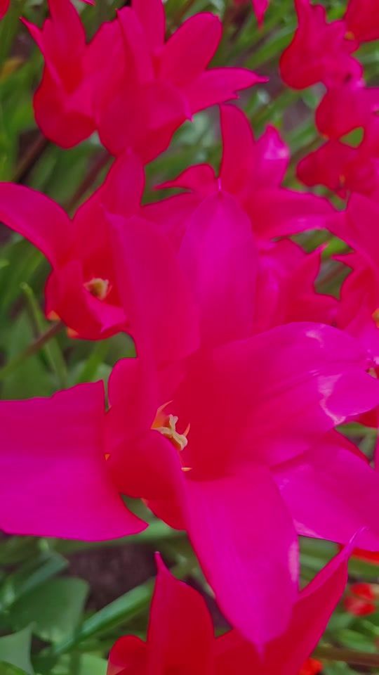 TikTok video thumbnail by rozebahar