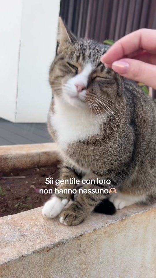 TikTok video thumbnail by manuucarduccio