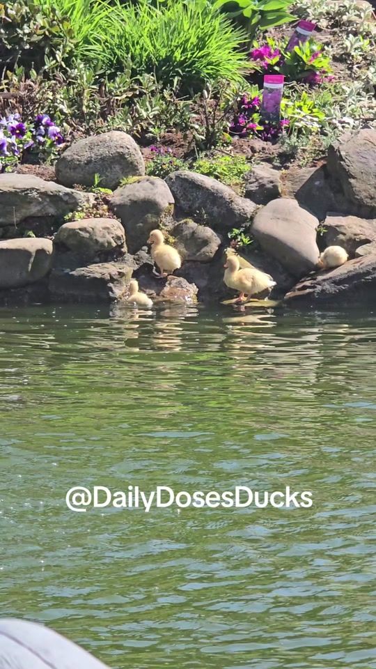 TikTok video thumbnail by daily.doses.ducks