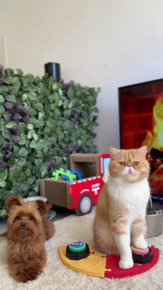 TikTok video thumbnail by hariton.cat