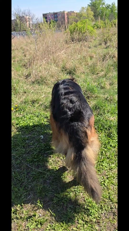 TikTok video thumbnail by __shake___