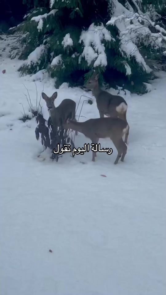 TikTok video thumbnail by sarmad.ali94
