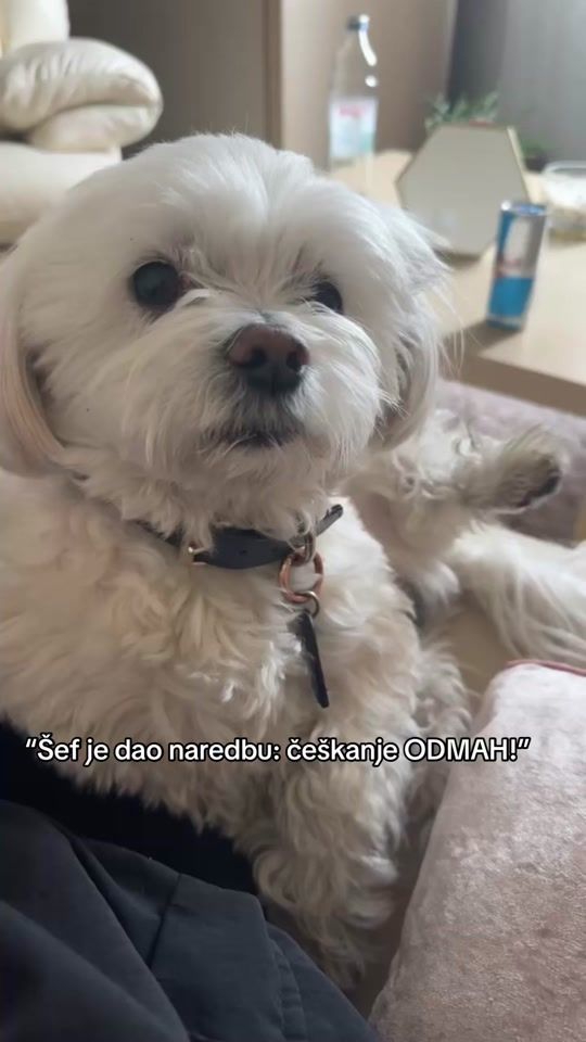 TikTok video thumbnail by sedlarana