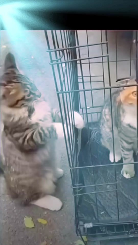 TikTok video thumbnail by sultan.6536