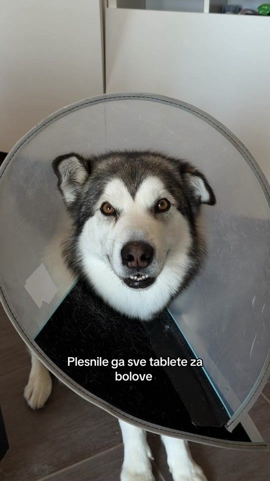TikTok video thumbnail by grzetova