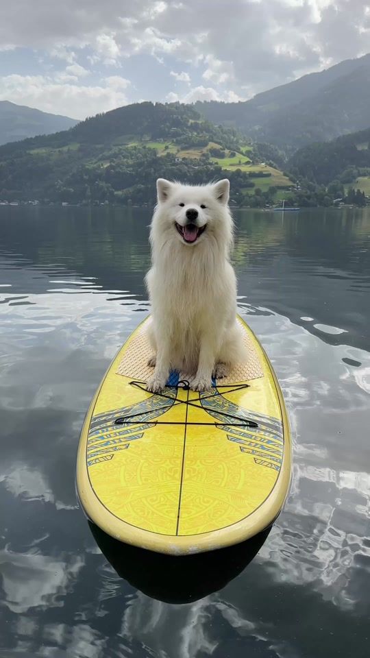 TikTok video thumbnail by wanderlust_samoyed