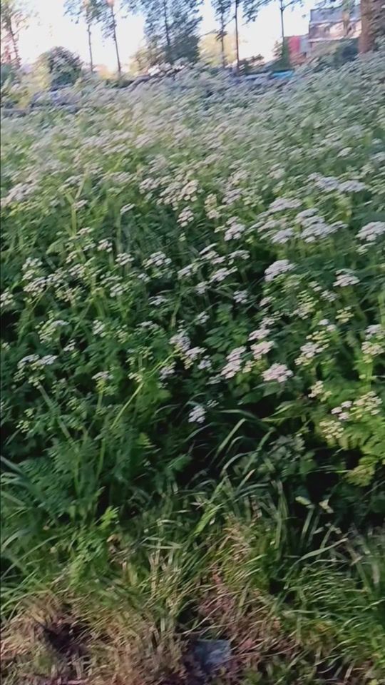 TikTok video thumbnail by user4pd1a0mheu
