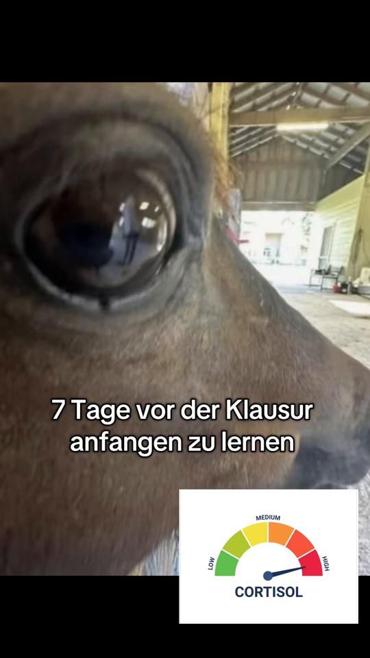 TikTok video thumbnail by knowunity.eu