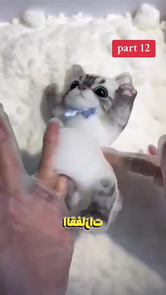 TikTok video thumbnail by msdrama6