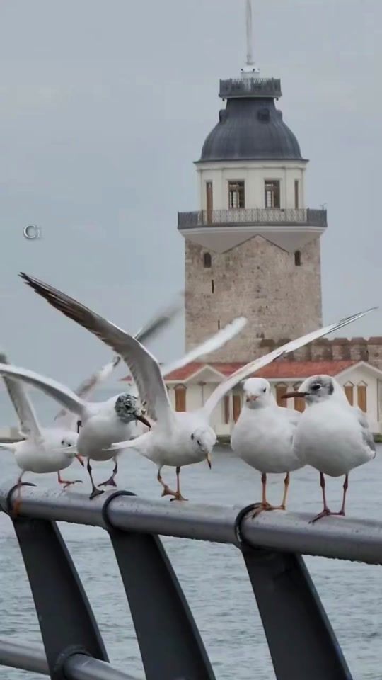 TikTok video thumbnail by istanbul.357