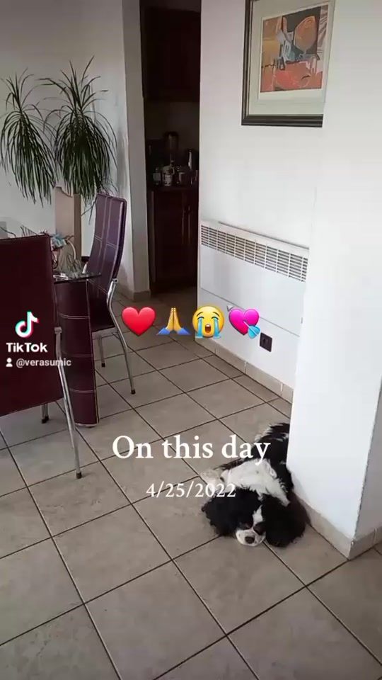 TikTok video thumbnail by verasumic