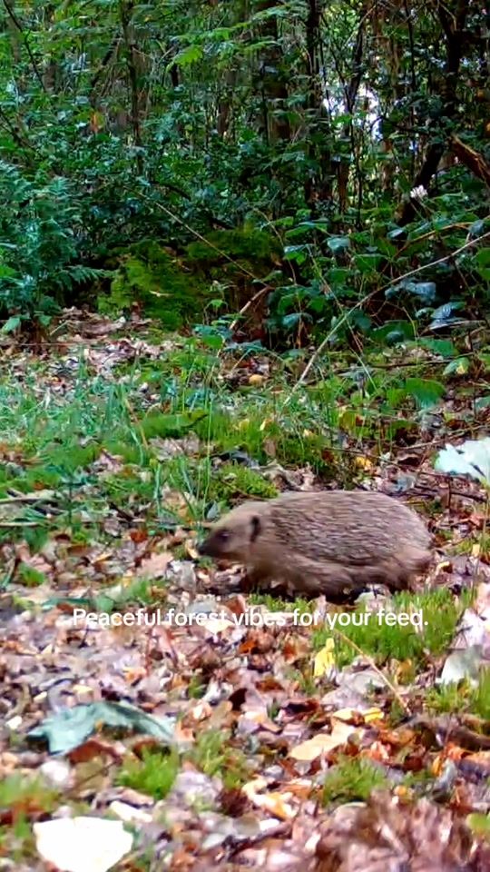 TikTok video thumbnail by onceuponaforest